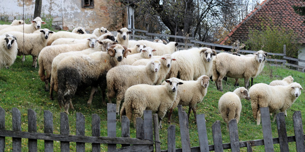 Ovce, Gornje Leskovice